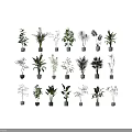 Various Bonsai Potted Plants Displayed With White Ceramic Pots And Green Leaves On White Background