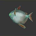 Silver Aquatic Fish With Red Fins Tail And Shiny Body On Gray Background