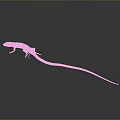 Orange and brown reptile lizard with long slender tail on gray background
