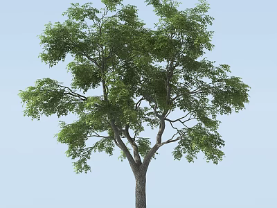 Lush Green Tree With Thick Trunk And Dense Foliage Against Blue Sky 3d model