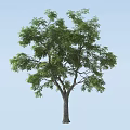 Lush Green Tree With Thick Trunk And Dense Foliage Against Blue Sky
