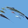 Various Colorful Aquatic Fish Different Species Swimming In Blue Water Scene