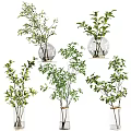 Various Decorative Glass Vases with Green Leafy Plants and Fresh Branches