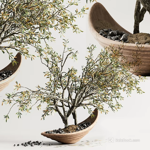 Mini Olive Bonsai Tree in Terracotta Pot with Small Pebbles and Fresh Foliage 3d model 