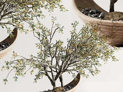 Mini Olive Bonsai Tree in Terracotta Pot with Small Pebbles and Fresh Foliage 3d model