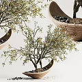 Mini Olive Bonsai Tree in Terracotta Pot with Small Pebbles and Fresh Foliage