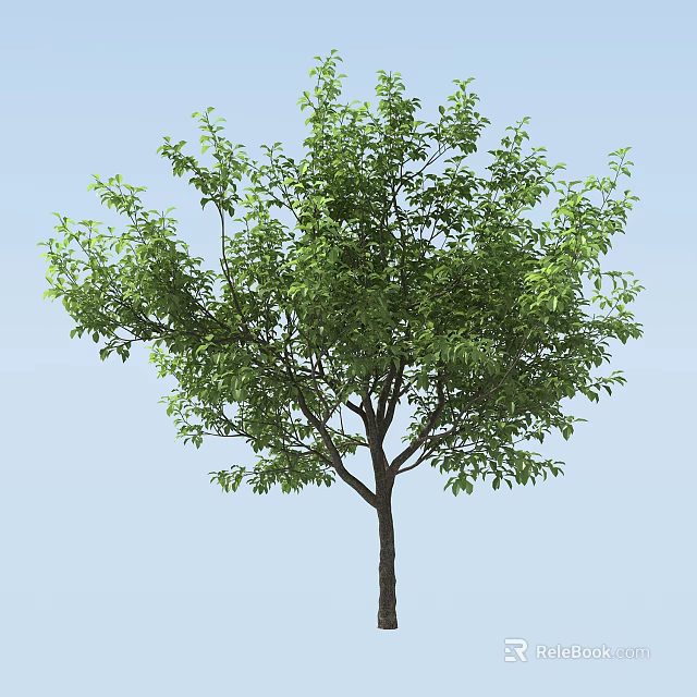 Tall Deciduous Tree With Lush Green Foliage Strong Trunk And Blue Sky 3d model 