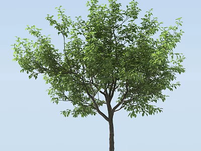 Tall Deciduous Tree With Lush Green Foliage Strong Trunk And Blue Sky 3d model
