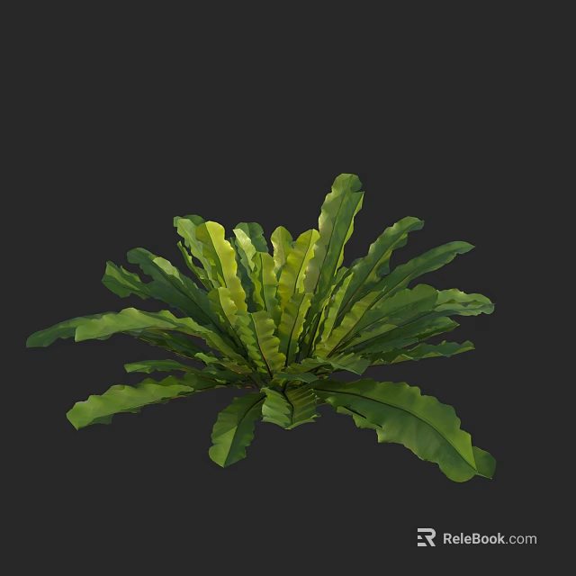 Lush Green Fern Plant With Radiating Wavy Edge Leaves In Dark Background 3d model 