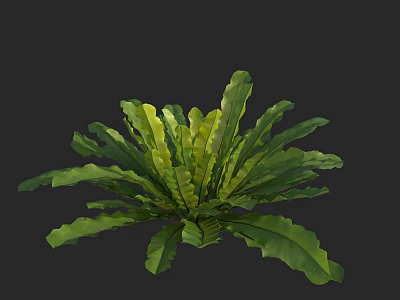 Lush Green Fern Plant With Radiating Wavy Edge Leaves In Dark Background 3d model