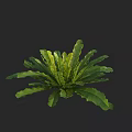 Lush Green Fern Plant With Radiating Wavy Edge Leaves In Dark Background