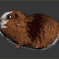 Squirrel Cartoon Squirrel Animation Squirrel Animation Squirrel Cartoon Characters Cartoon Animals Cartoon Small Animals 3d model
