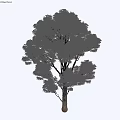 Green Leafy Arbor With Thick Trunk And Person Silhouette Walking Nearby