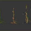 Assorted Plants Featuring Green And Yellow Leaves With Different Heights And Reflections On Dark Background