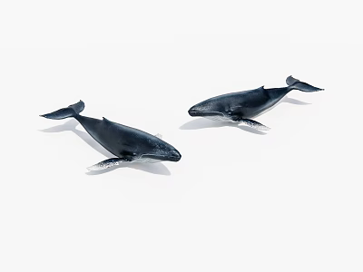 Two Sleek Black Whales Displayed Against White Background With Realistic Details 3d model