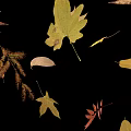 Beautiful Colorful Fall Leaves in Various Shapes Floating on Black Background