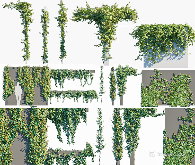 Variety Of Vine Plants In Different Growth Forms And Arrangements 3d model 