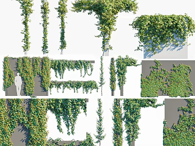 Variety Of Vine Plants In Different Growth Forms And Arrangements 3d model
