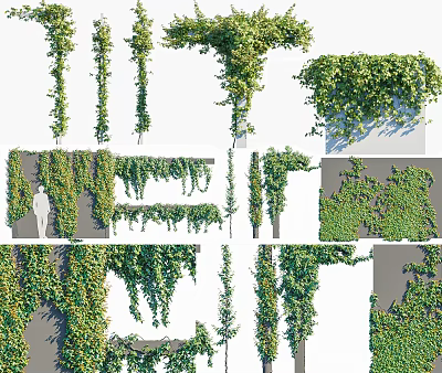 Variety Of Vine Plants In Different Growth Forms And Arrangements 3d model