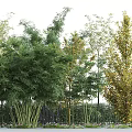 Lush Green Bamboo Plants With Various Trees In Garden Landscape Along Fence And Flowers
