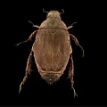 Brown Winged Flying Beetle with Hard Exoskeleton Detailed View on Black Background