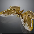 Giant Moth with Brown Yellow and White Patterned Wings Featuring Prominent Eyespots Against Dark Background