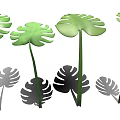 Set Of Green Monstera Leaves With Decorative Shadows In Natural Light