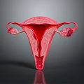 Detailed Anatomical Structure of Female Reproductive System Including Uterus Fallopian Tubes and Ovaries