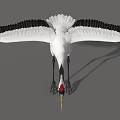 White Crane With Red Crown Spreading Wings And Black Wing Tips Standing Gracefully 3d model
