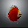 Vibrant Red and White Discus Fish with Reflection on Gray Background 3d model