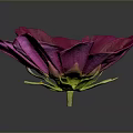 Vibrant Magenta Flower with Bright Yellow Center and Soft Petals on Dark Background