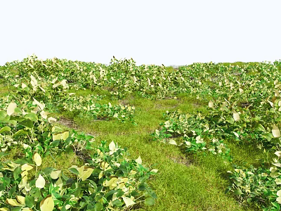 Lush Green Plants With Yellow Accent Leaves In Vibrant Grass Field 3d model
