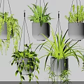 Various Hanging Basket Green Plants with Trailing Foliage in Black Pots
