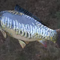 Realistic Carp Fish With Detailed Scales And Natural Body Shape In Outdoor Display Setting