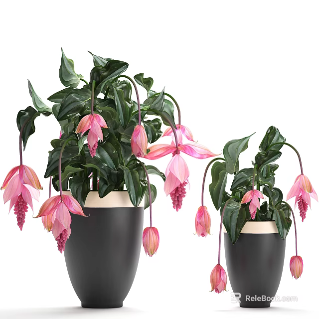 Potted Bonsai Plants With Pink Flowers Green Leaves And Black Pots With White Rim 3d model 