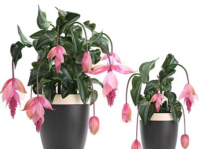 Potted Bonsai Plants With Pink Flowers Green Leaves And Black Pots With White Rim 3d model