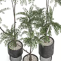 Decorative Bonsai Plants With Slender Trunks And Lush Green Leaves In Black Pots