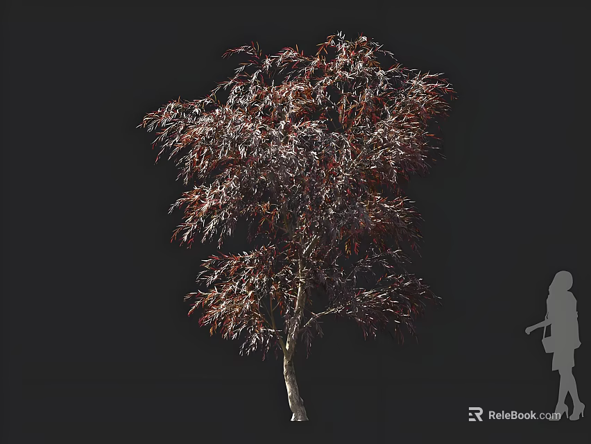 Elegant Red Leaf Tree with Human Silhouette for Scale Isolated on Dark Background 3d model