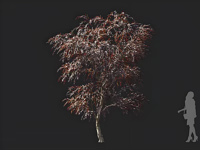 Elegant Red Leaf Tree with Human Silhouette for Scale Isolated on Dark Background 3d model