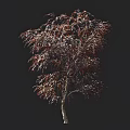 Elegant Red Leaf Tree with Human Silhouette for Scale Isolated on Dark Background 3d model