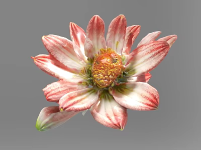 Decorative Ornament Set with Pink and White Petals and Yellow Center Floral Design 3d model