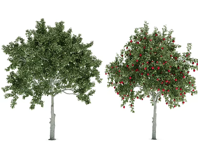 Two Arbor Trees With Lush Green Leaves And Red Fruits In Garden 3d model