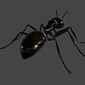Detailed Black Reptile With Shiny Exoskeleton And Long Legs On Gray Background
