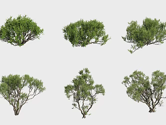 Avicennia marina mangrove plants 3d model