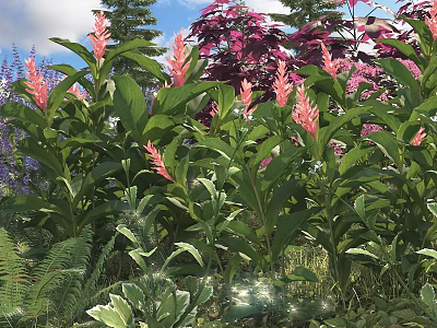 Colorful Garden Shrubs With Pink Flowers Green Leaves Purple Foliage And Ferns In Lush Landscape 3d model