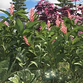 Colorful Garden Shrubs With Pink Flowers Green Leaves Purple Foliage And Ferns In Lush Landscape