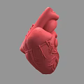 Red Human Heart 3D Rendered Model Displaying Chest Organ Anatomical Details