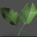 Vibrant Green Plant Leaves With Crossed Stems Glossy Surface And Fresh Healthy Look