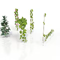 Different Types Of Indoor Plants With Green Leaves Pink Flowers And Hanging Vines
