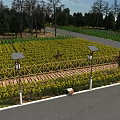 Beautiful Yellow Flower Field With Bamboo Fence Solar Lights Scarecrows Distant Trees And Country Road